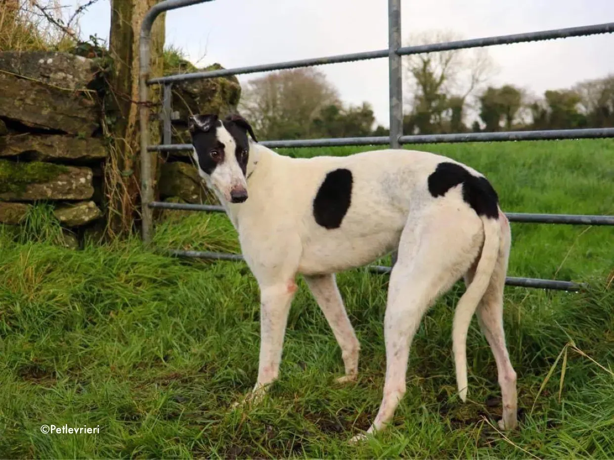 harry adozione levrieri greyhound 2 1