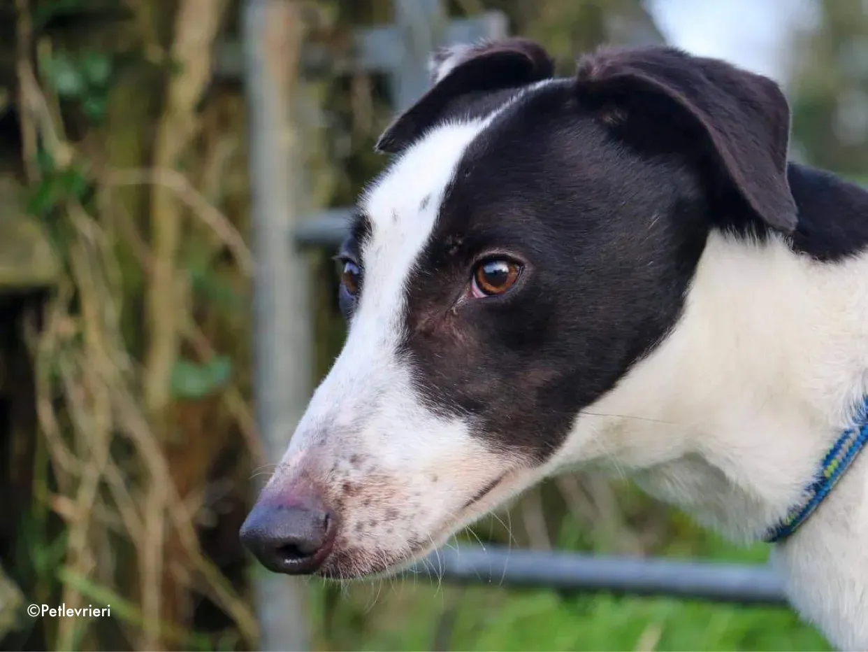 harry adozione levrieri greyhound 3 1