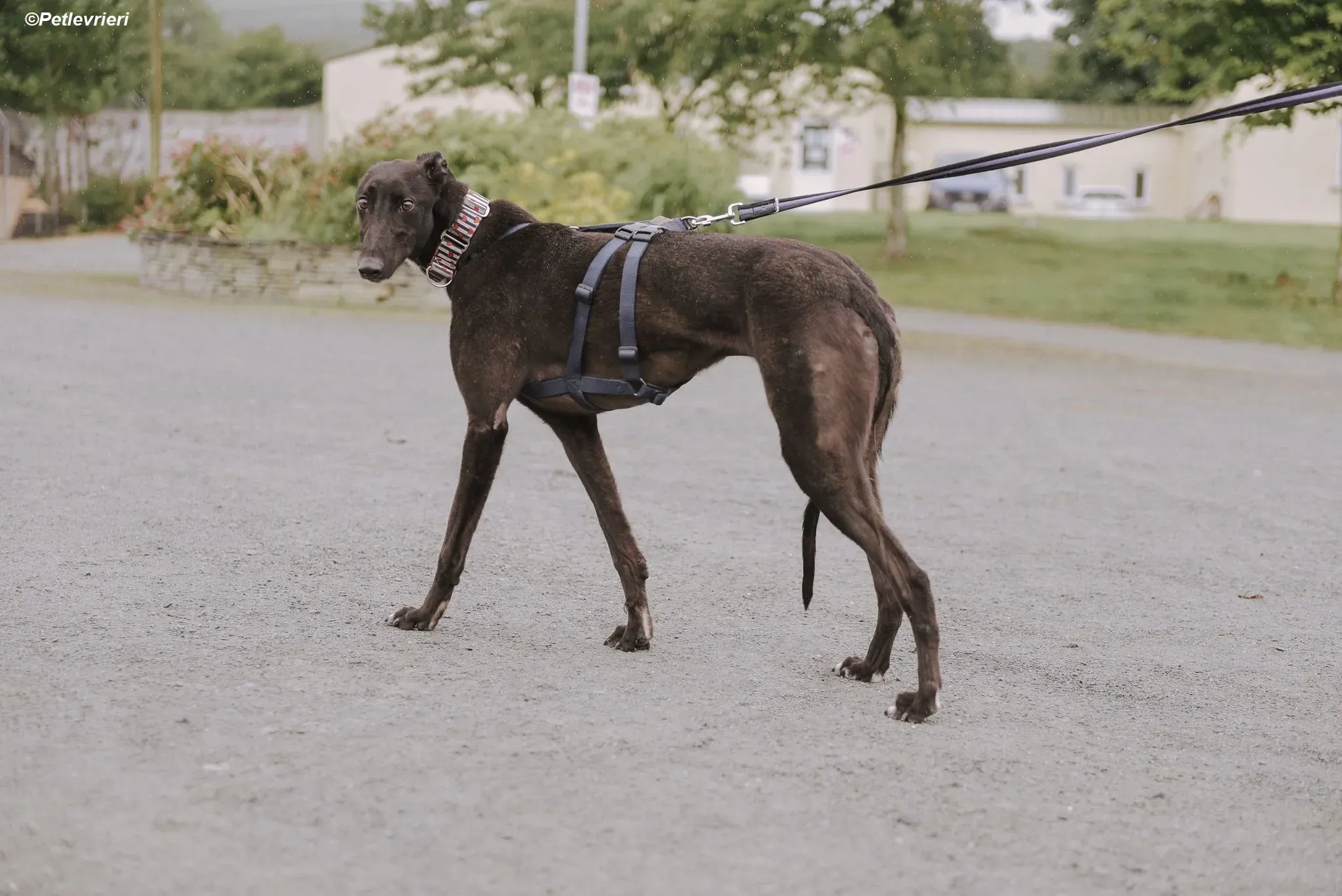 harry adozione levrieri greyhound 3