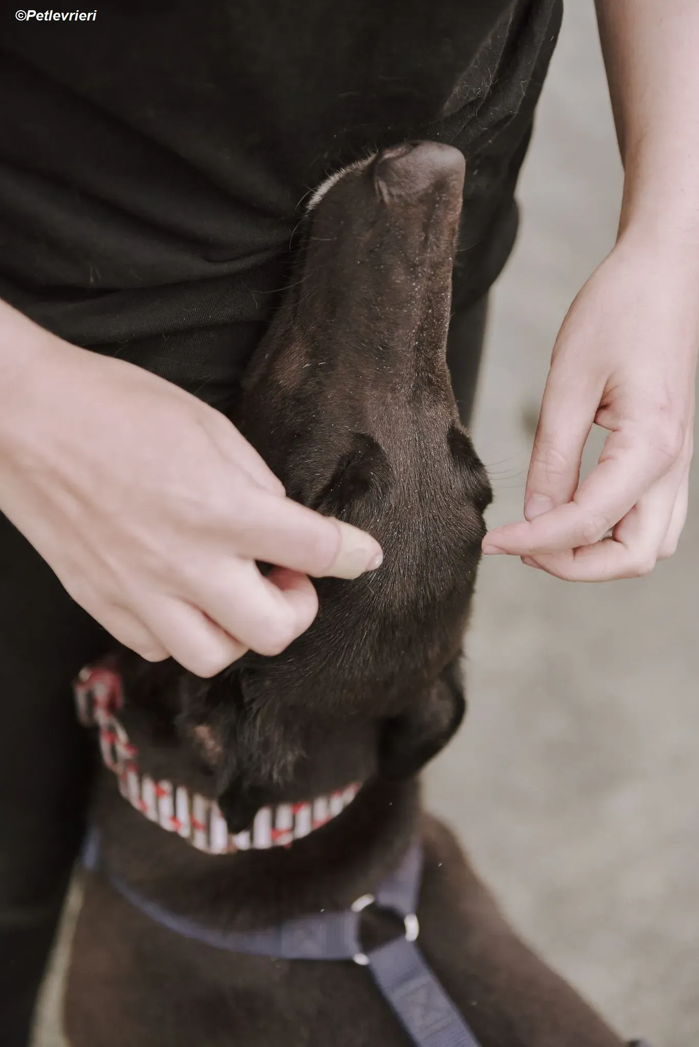 harry adozione levrieri greyhound 5