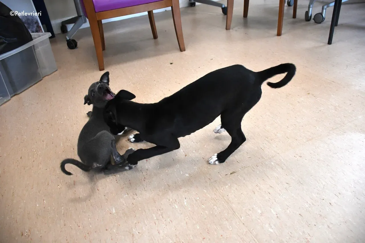 harry isabel adozione greyhound 1 1