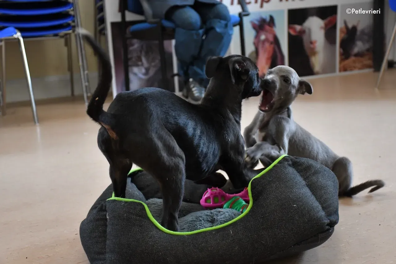 harry isabel adozione greyhound 1