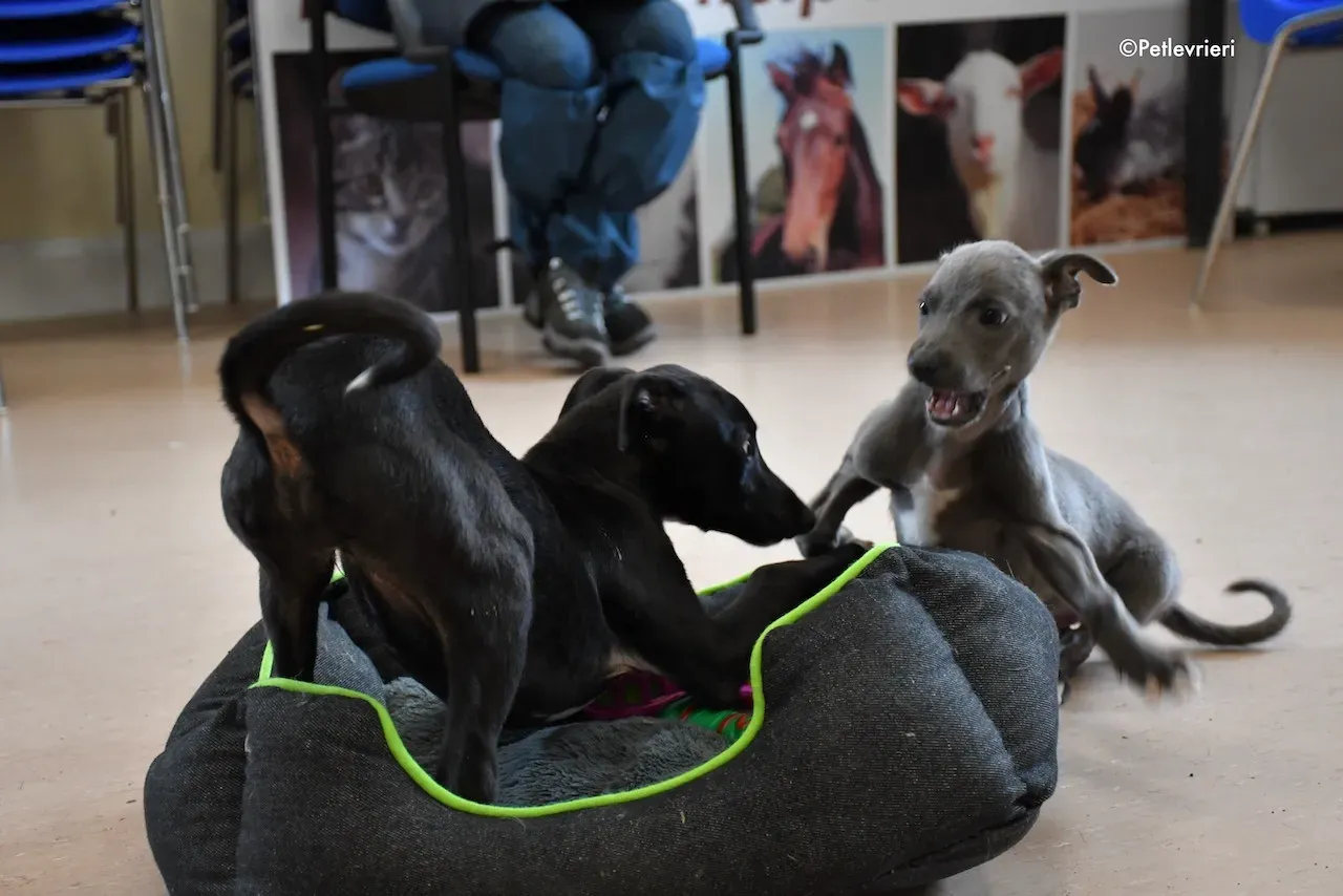 harry isabel adozione greyhound 10