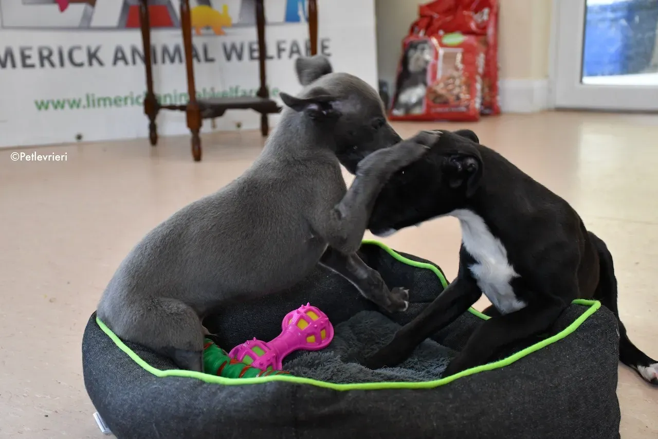 harry isabel adozione greyhound 2 1