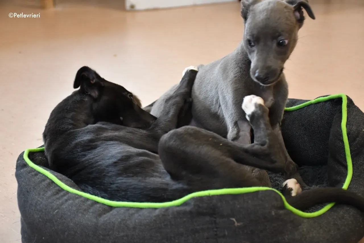 harry isabel adozione greyhound 2