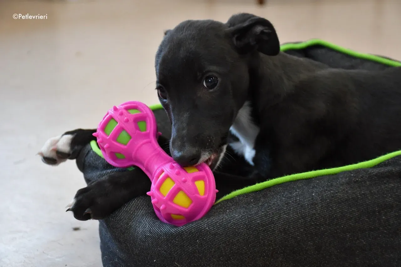 harry isabel adozione greyhound 3