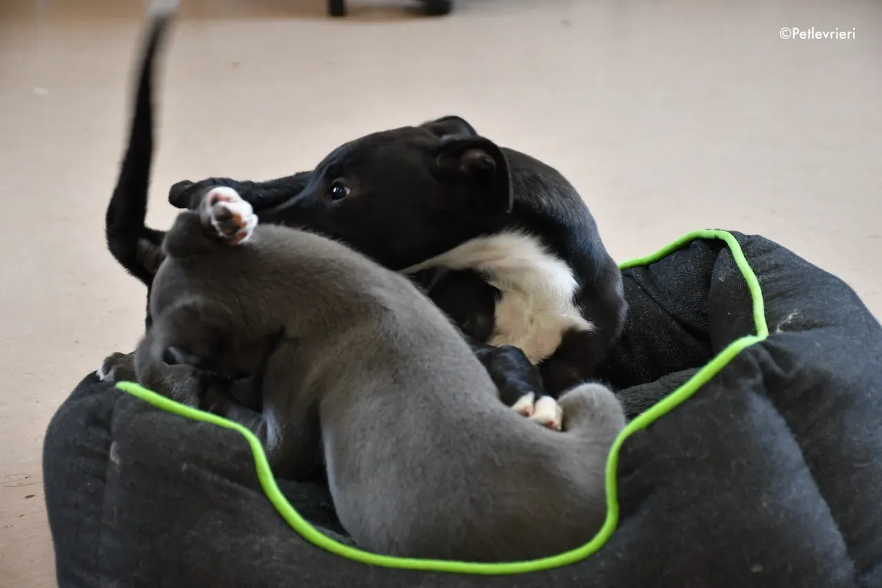 harry isabel adozione greyhound 4