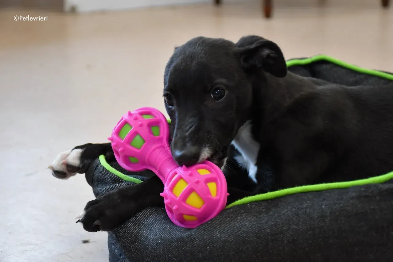 harry isabel adozione greyhound 5