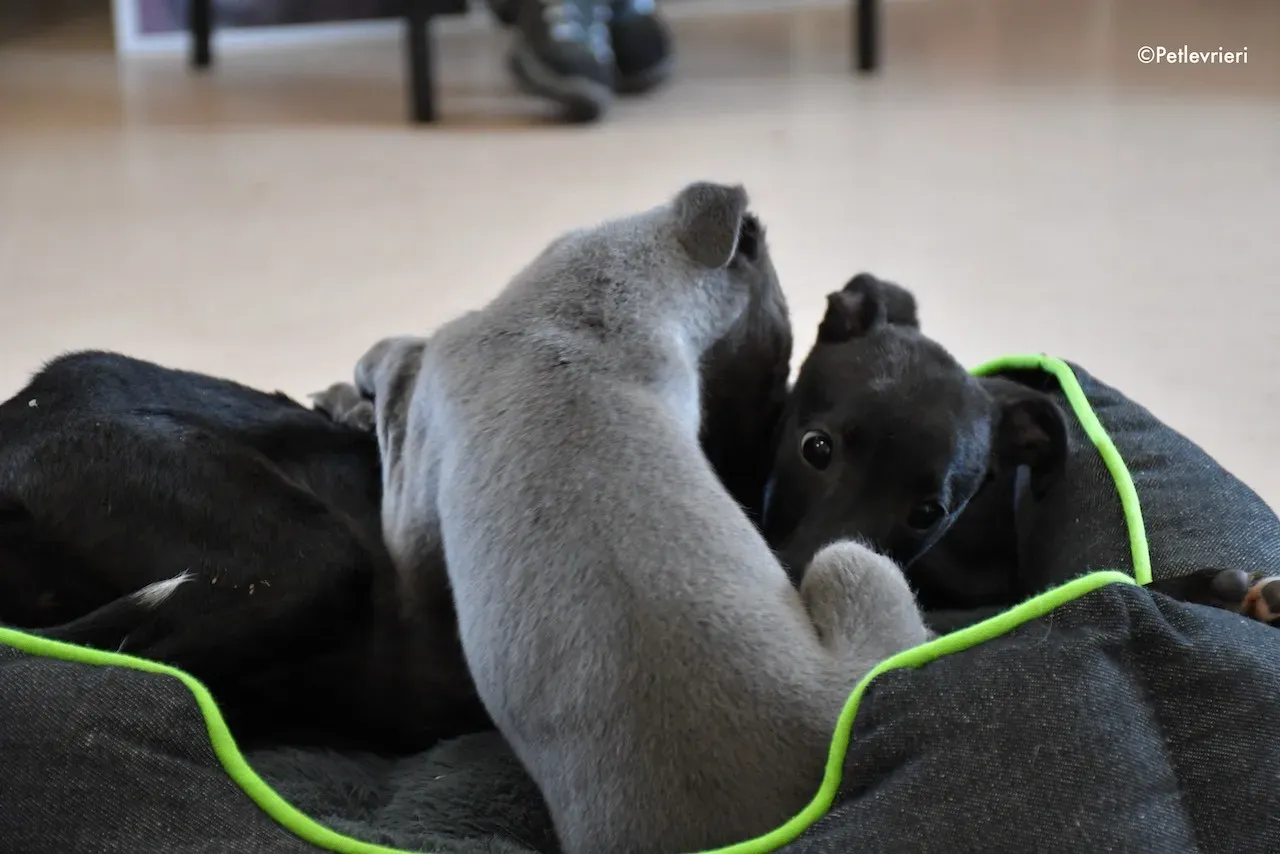 harry isabel adozione greyhound 6