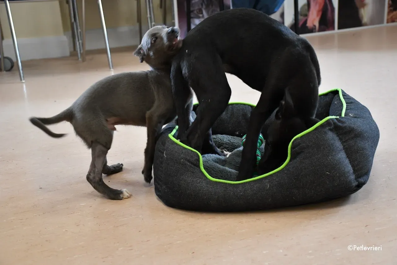 harry isabel adozione greyhound 7