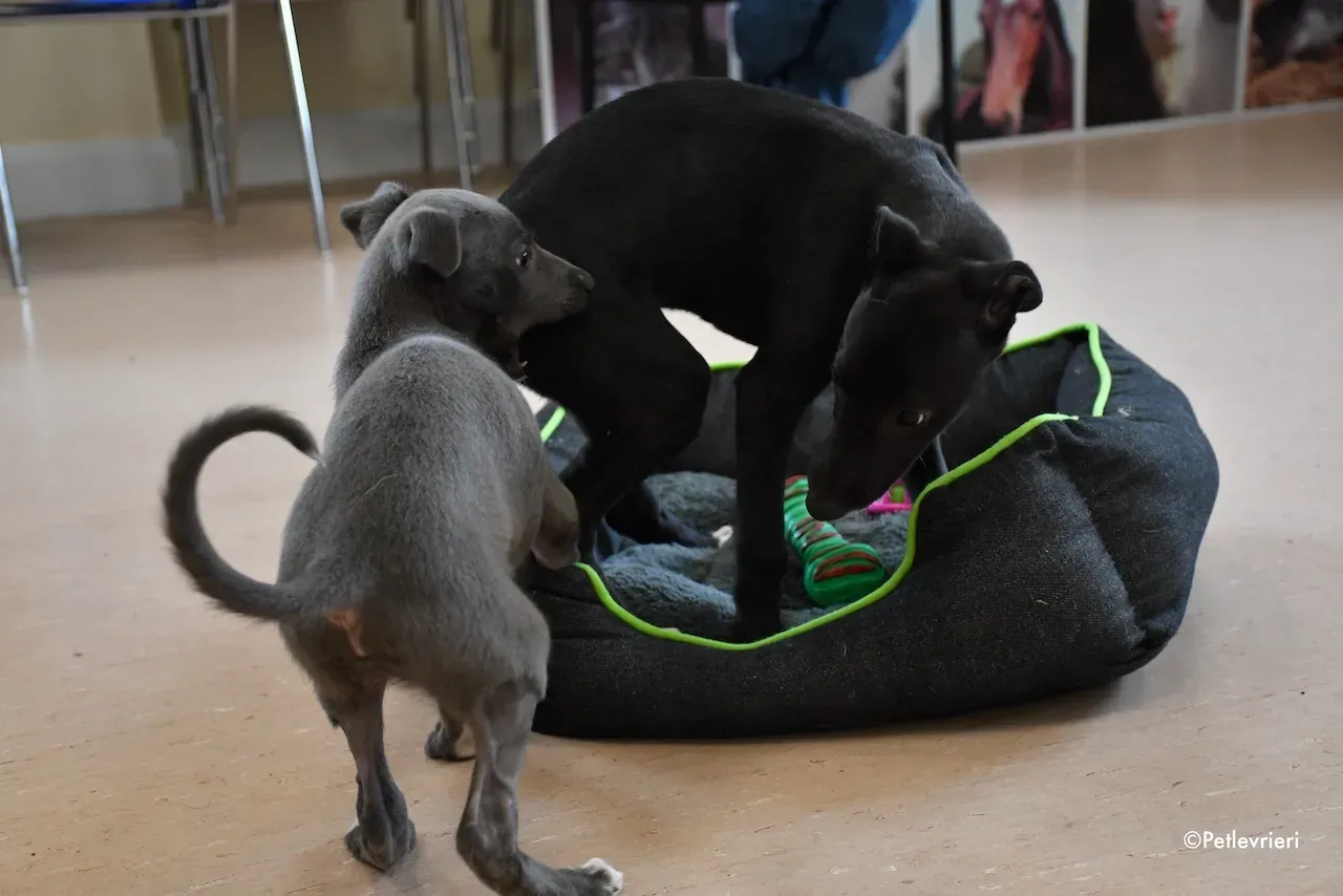 harry isabel adozione greyhound 8