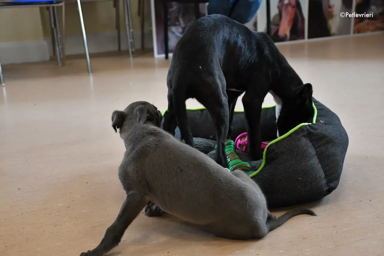 harry isabel adozione greyhound 9