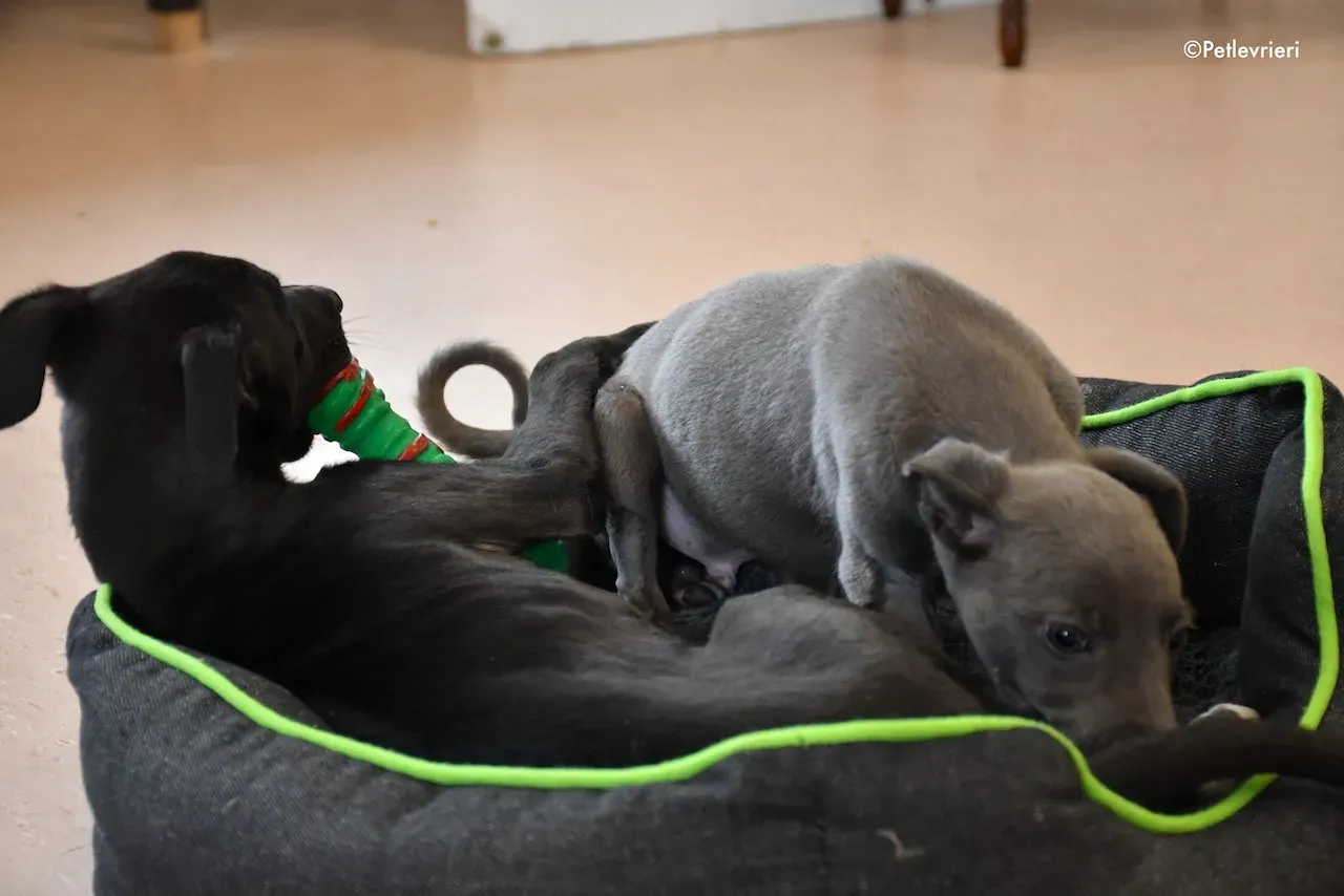 harry isabel adozione greyhound