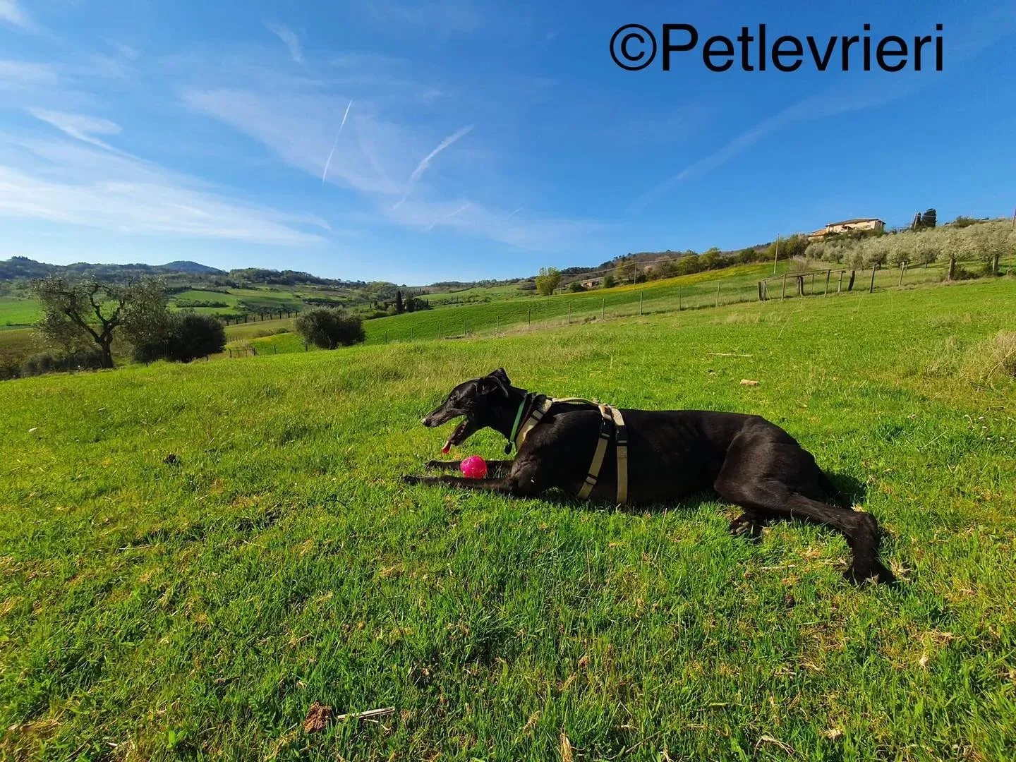 hattie greyhound pet levrieri felici casa.8jpg