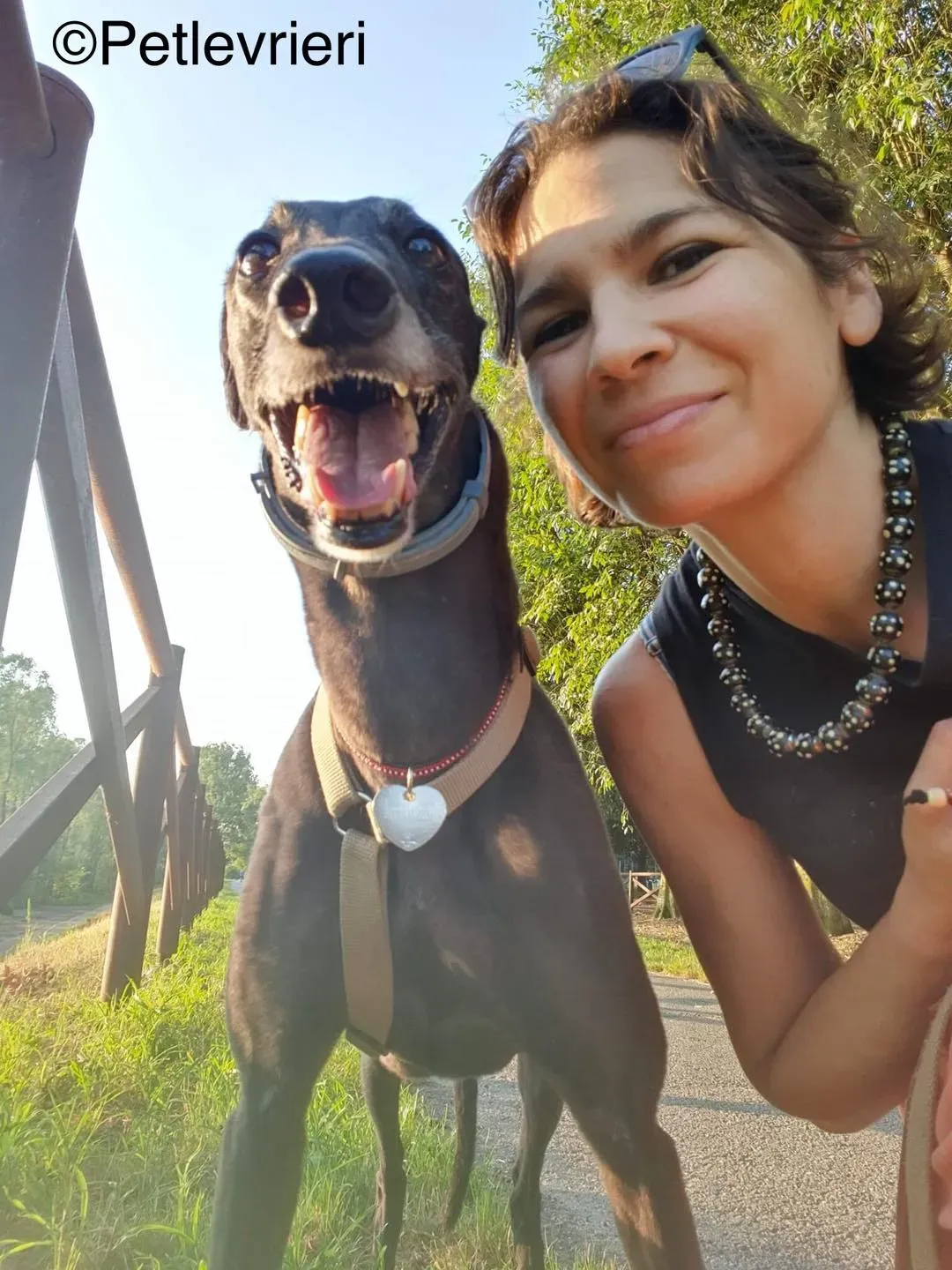 hattie greyhound pet levrieri felici casa