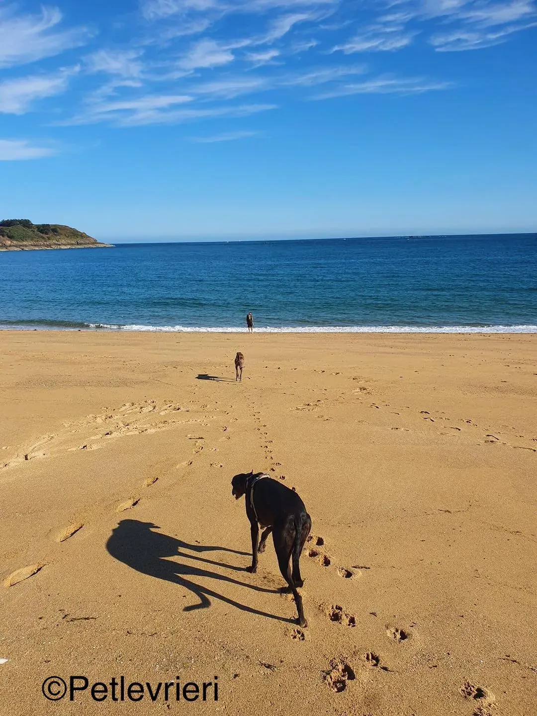 hattie greyhound pet levrieri felici casa1