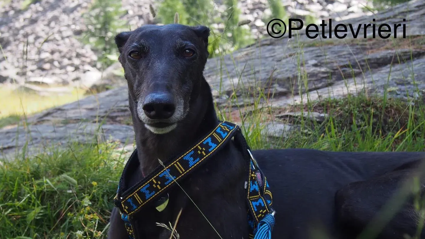 hattie greyhound pet levrieri felici casa10