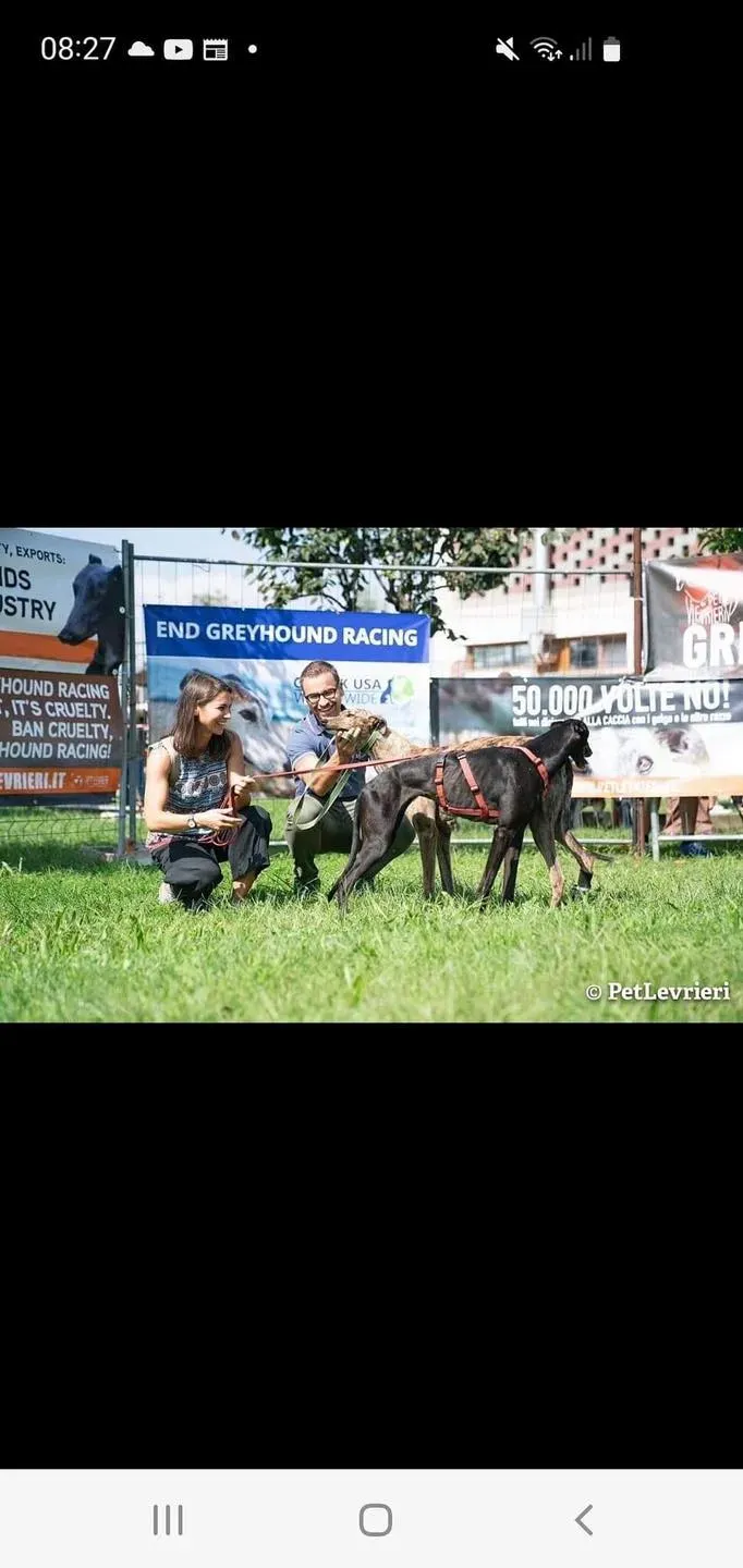 hattie greyhound pet levrieri felici casa11 1