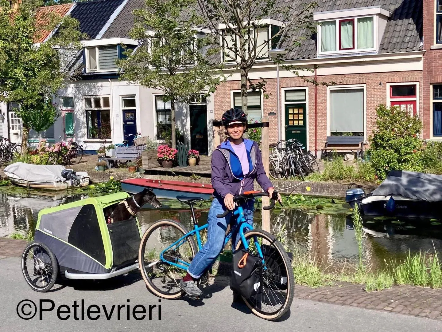 hattie greyhound pet levrieri felici casa2