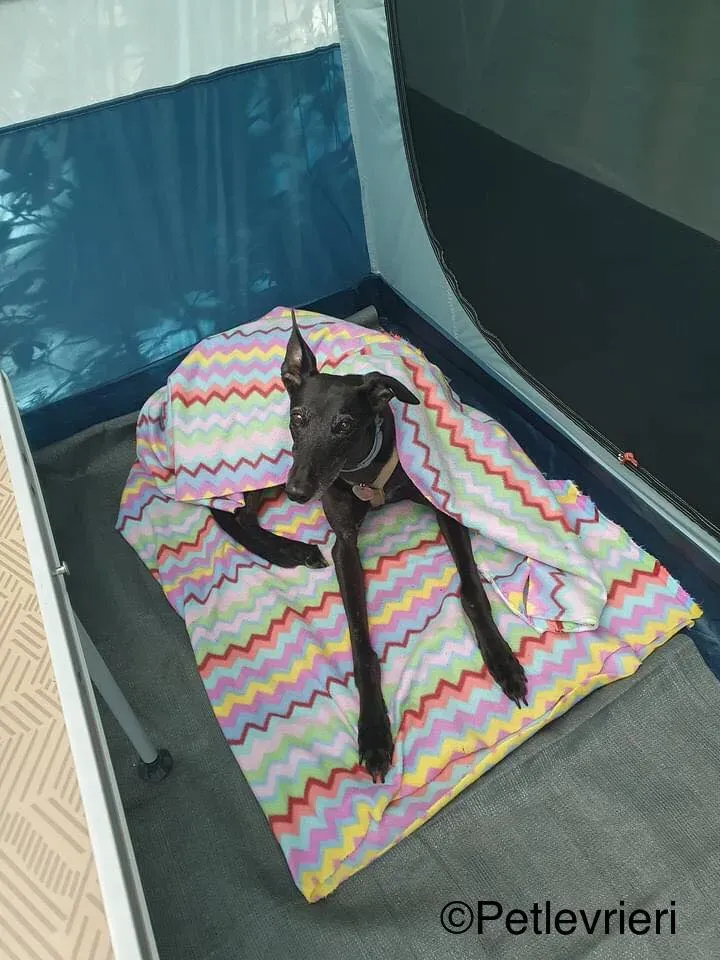 hattie greyhound pet levrieri felici casa3