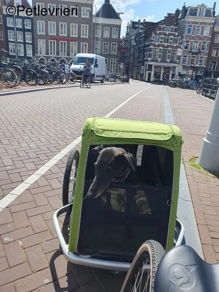 hattie greyhound pet levrieri felici casa4