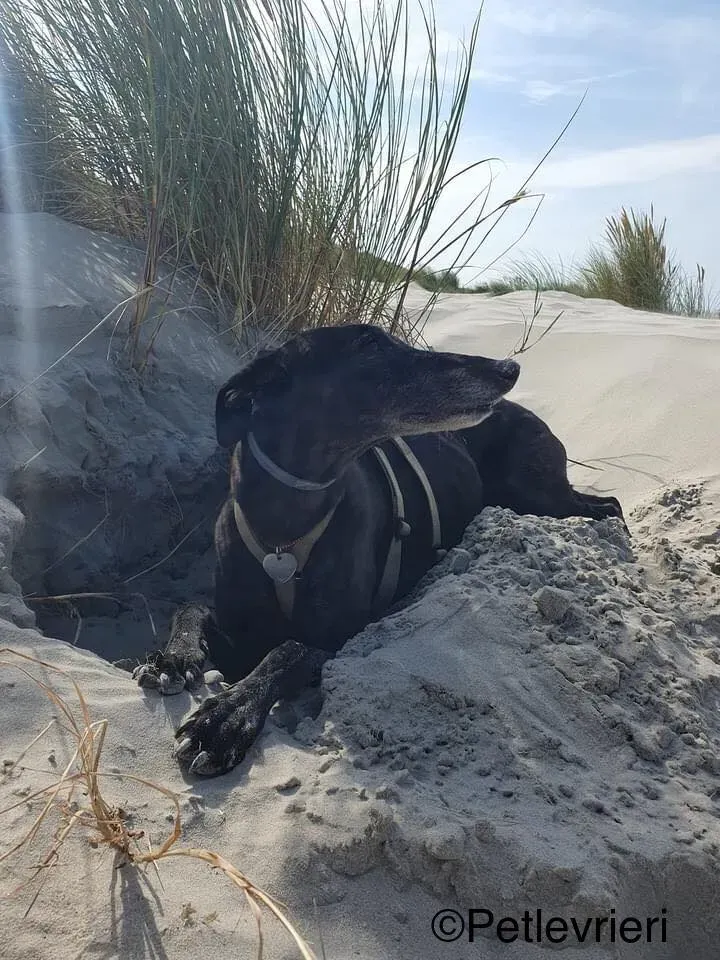 hattie greyhound pet levrieri felici casa5