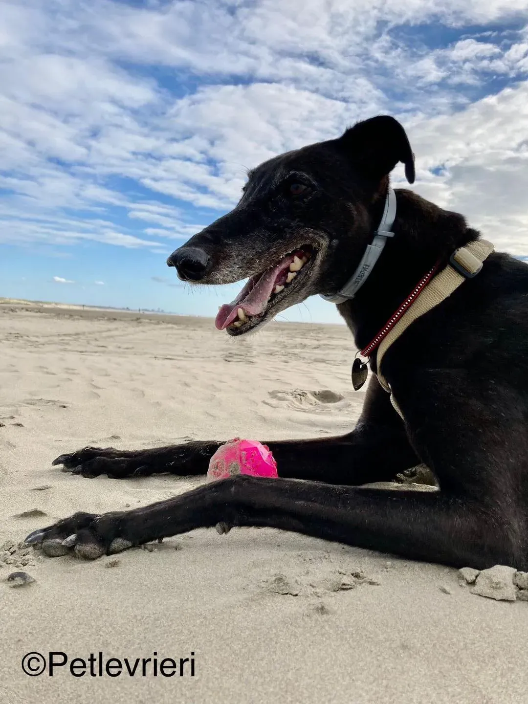 hattie greyhound pet levrieri felici casa6 1