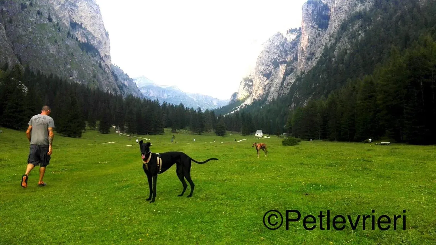 hattie greyhound pet levrieri felici casa7