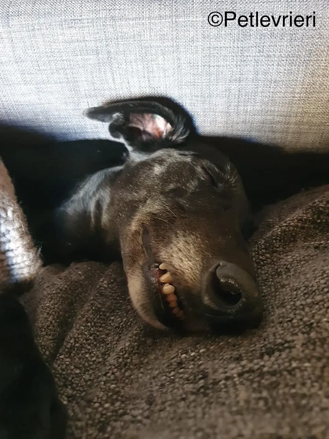 hattie greyhound pet levrieri felici casa9 1