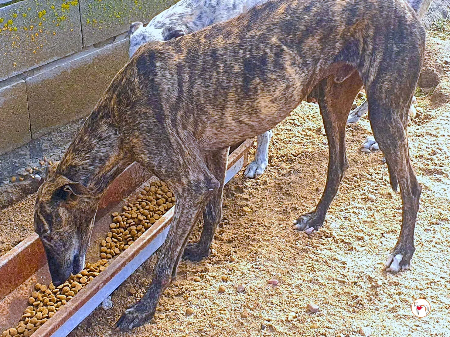 hawk galgo adozione 01