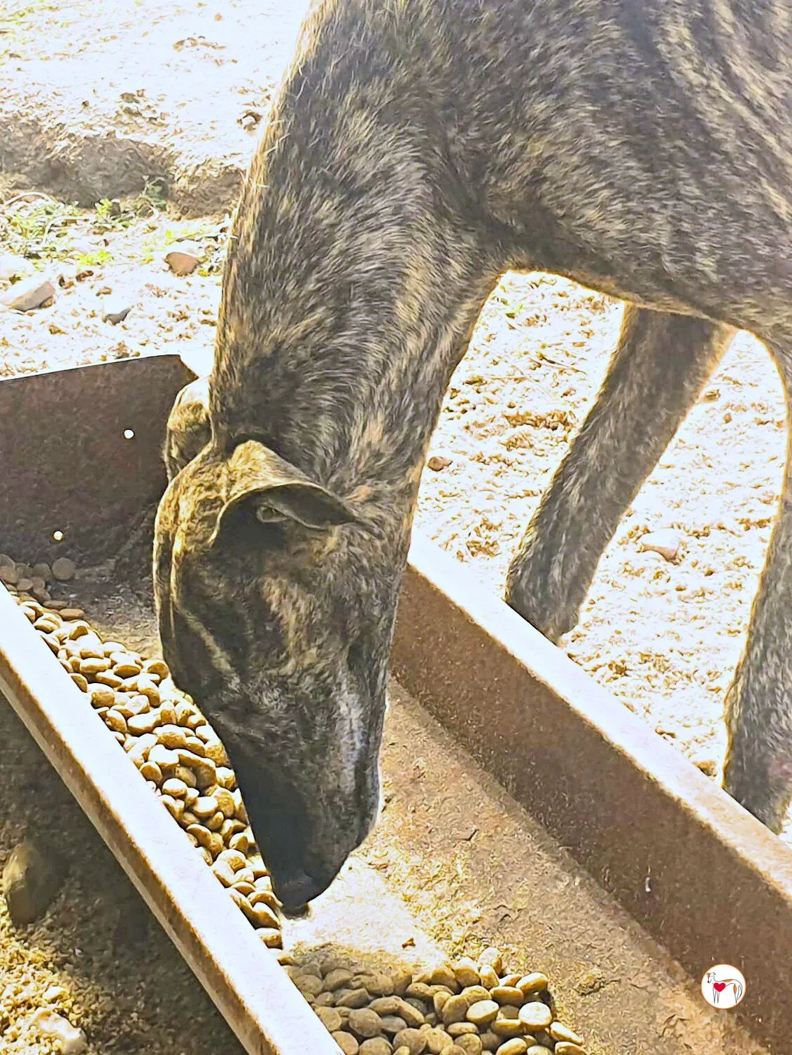 hawk galgo adozione 02