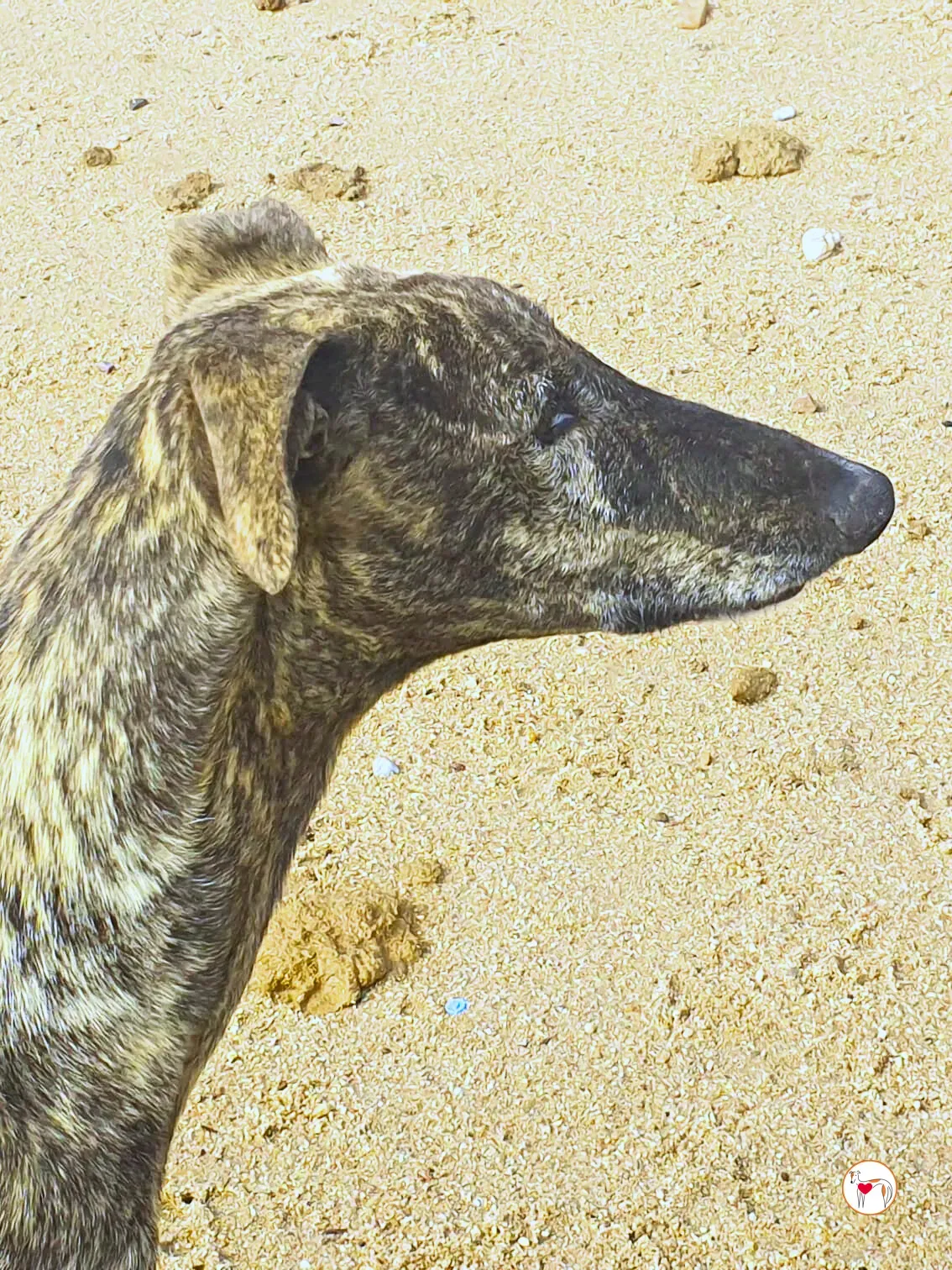 hawk galgo adozione 03