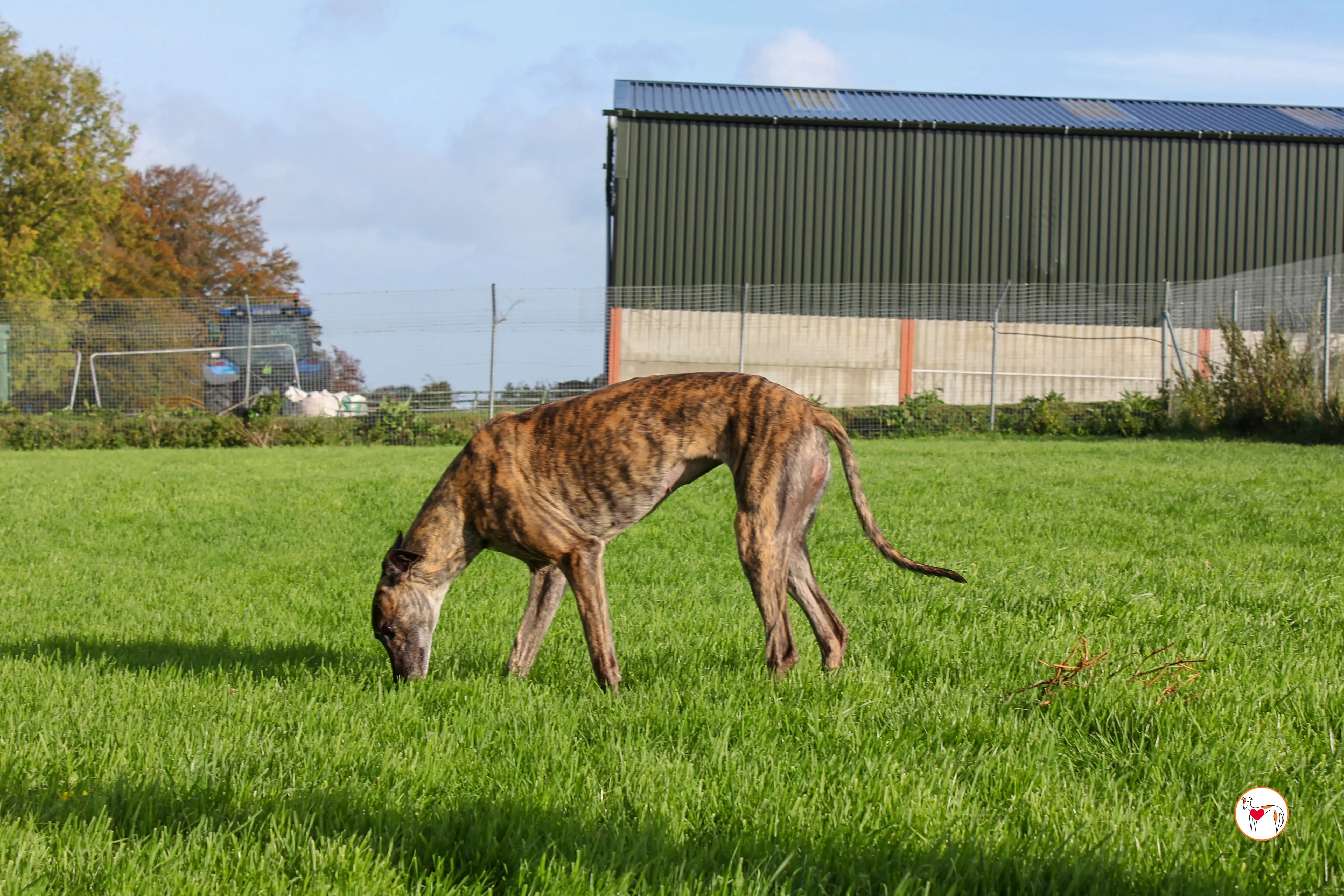 hayley grey adozione 1 1