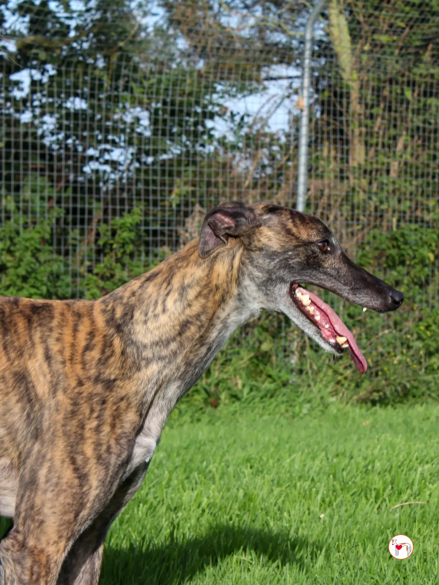 hayley grey adozione 10 1