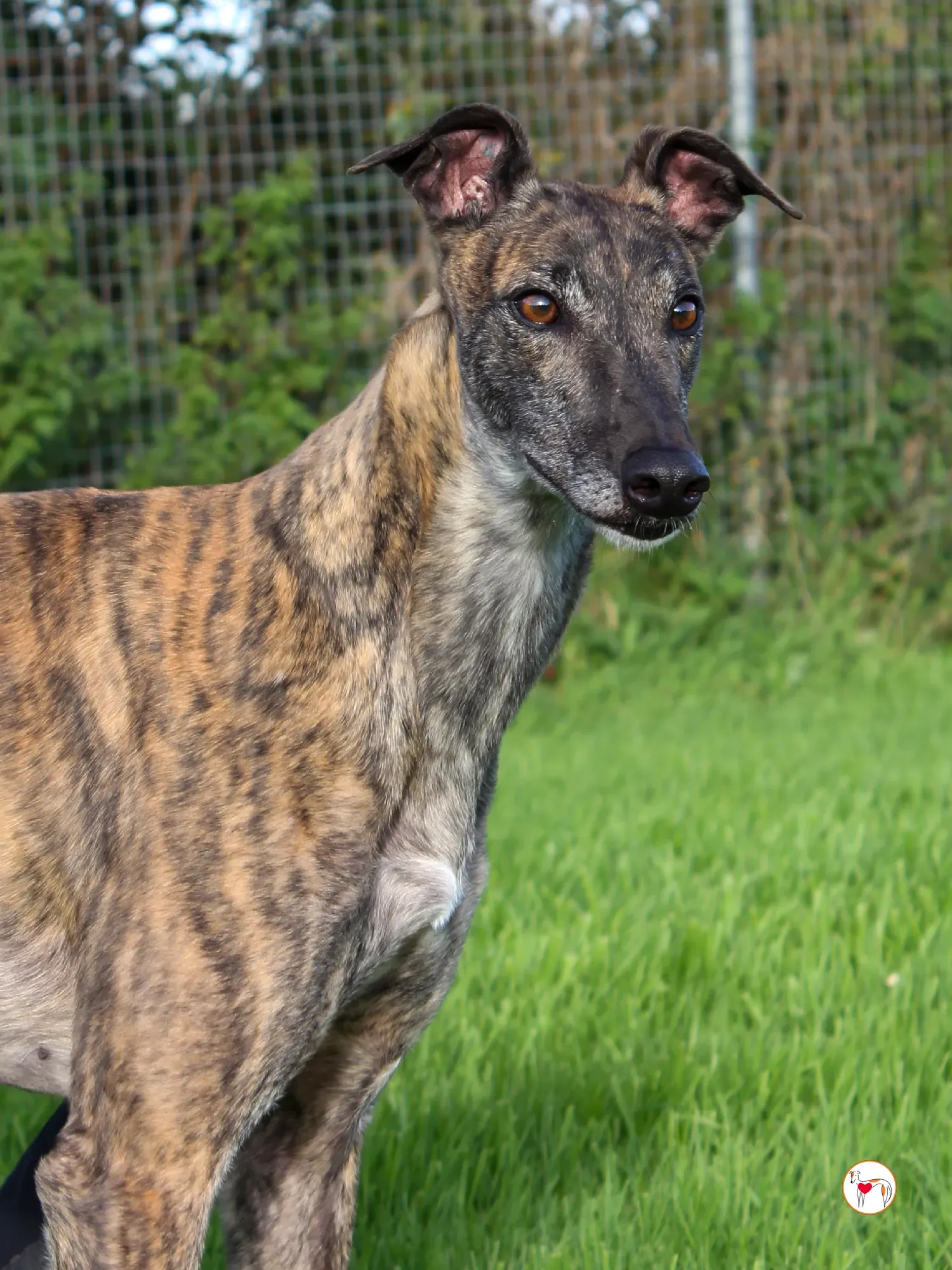 hayley grey adozione 12 1