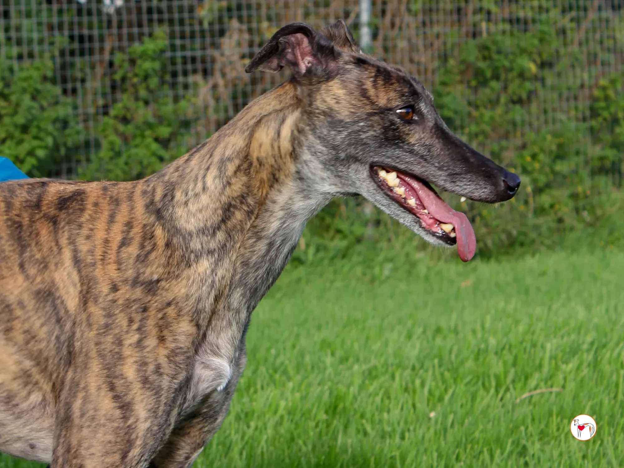 hayley grey adozione 13 1