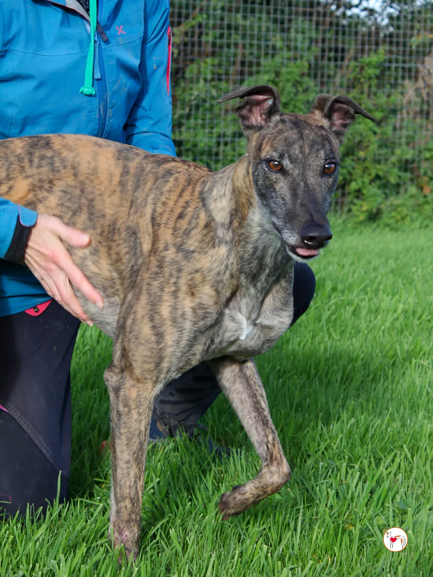 hayley grey adozione 14 1