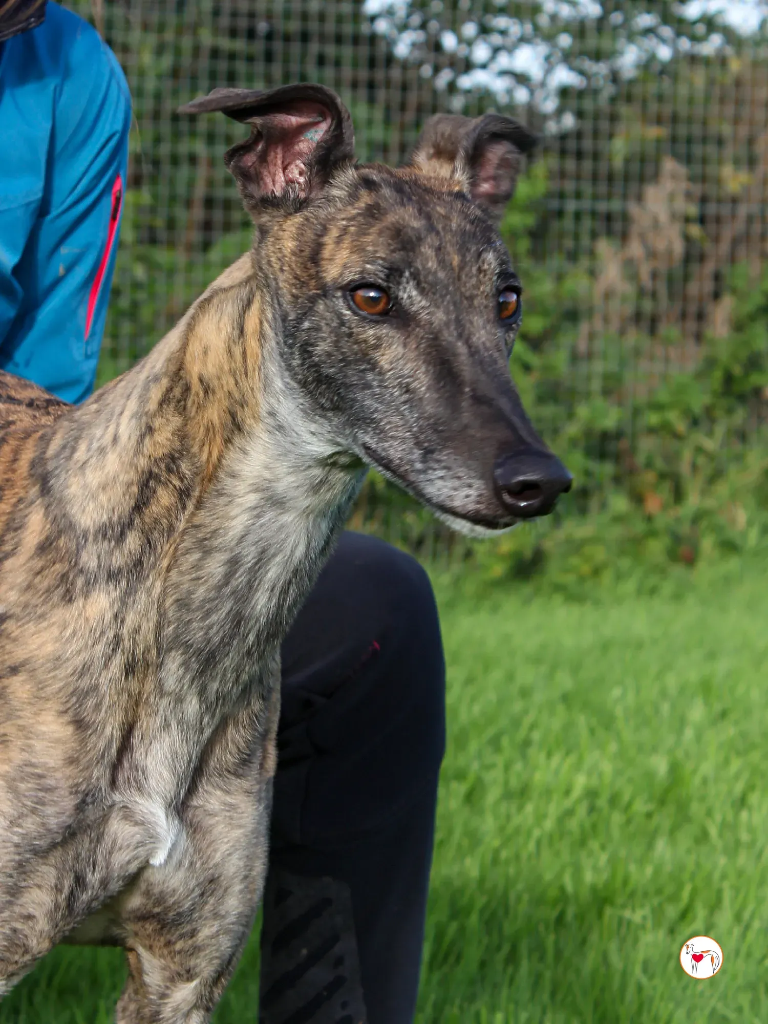 hayley grey adozione 15 1