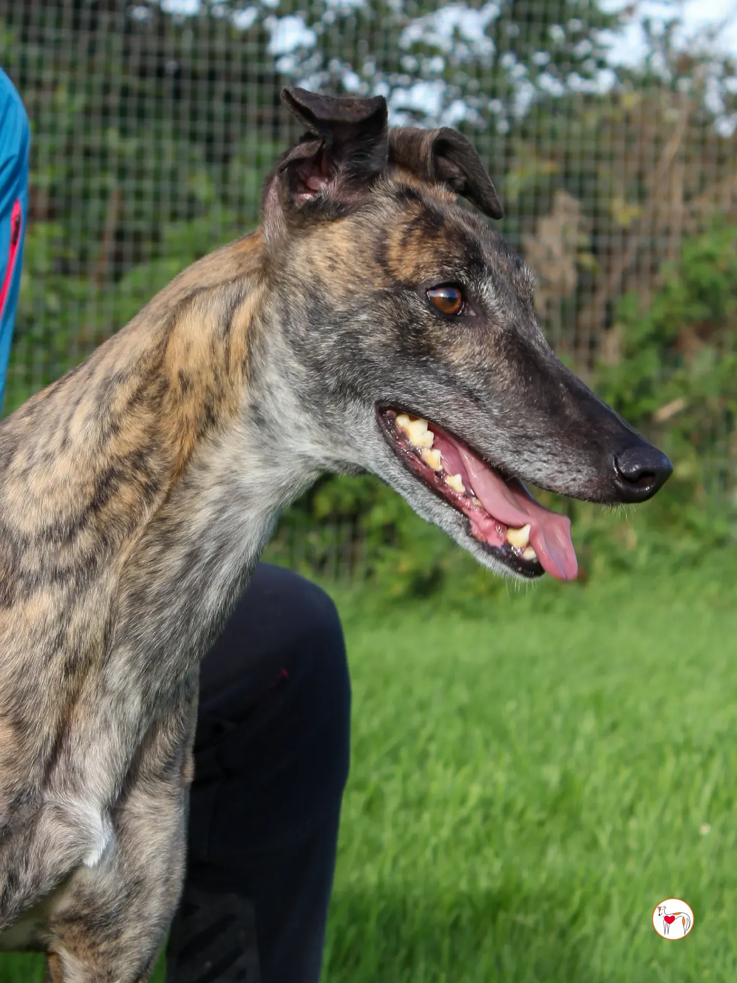 hayley grey adozione 16 1