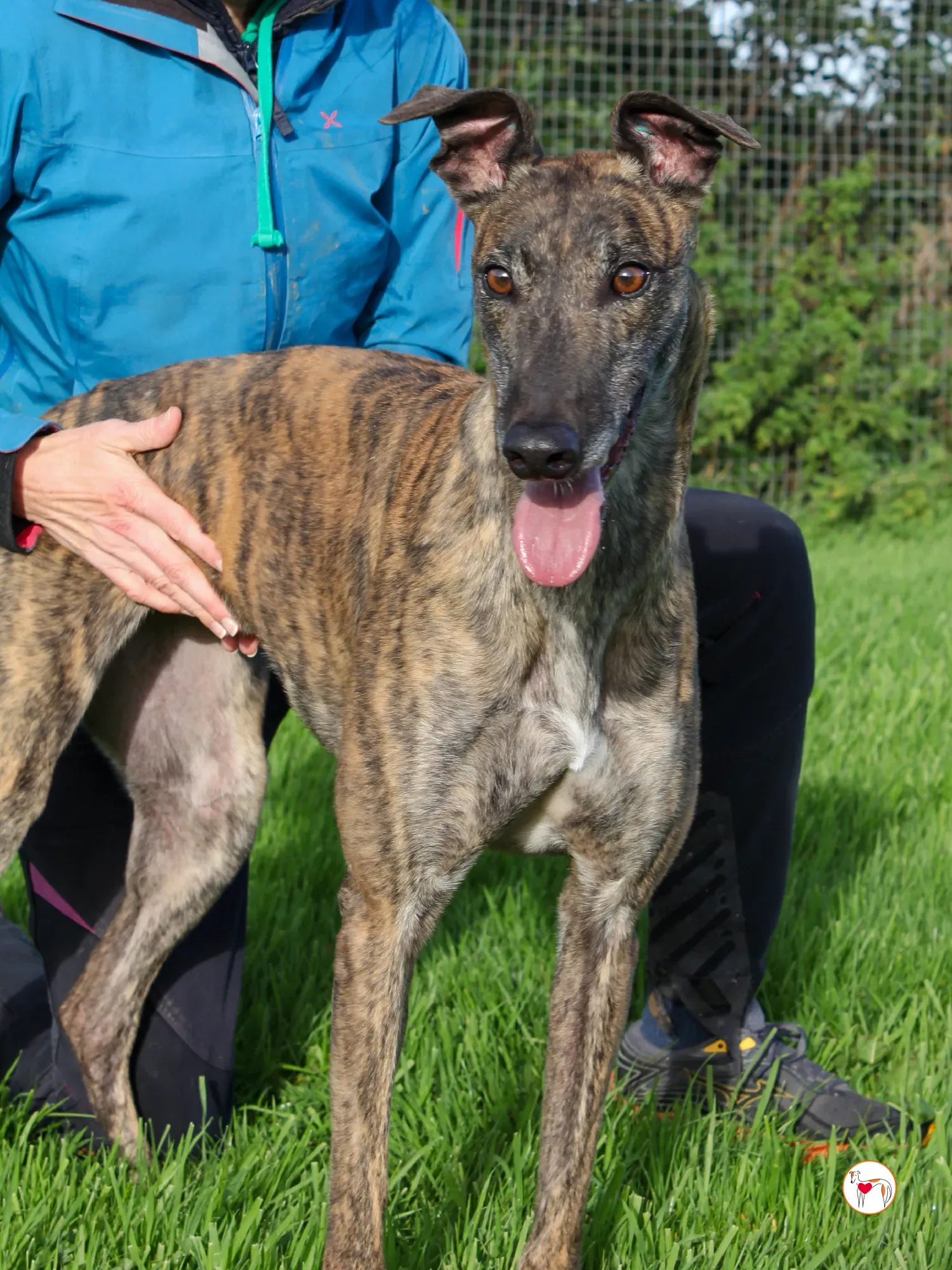 hayley grey adozione 17 1