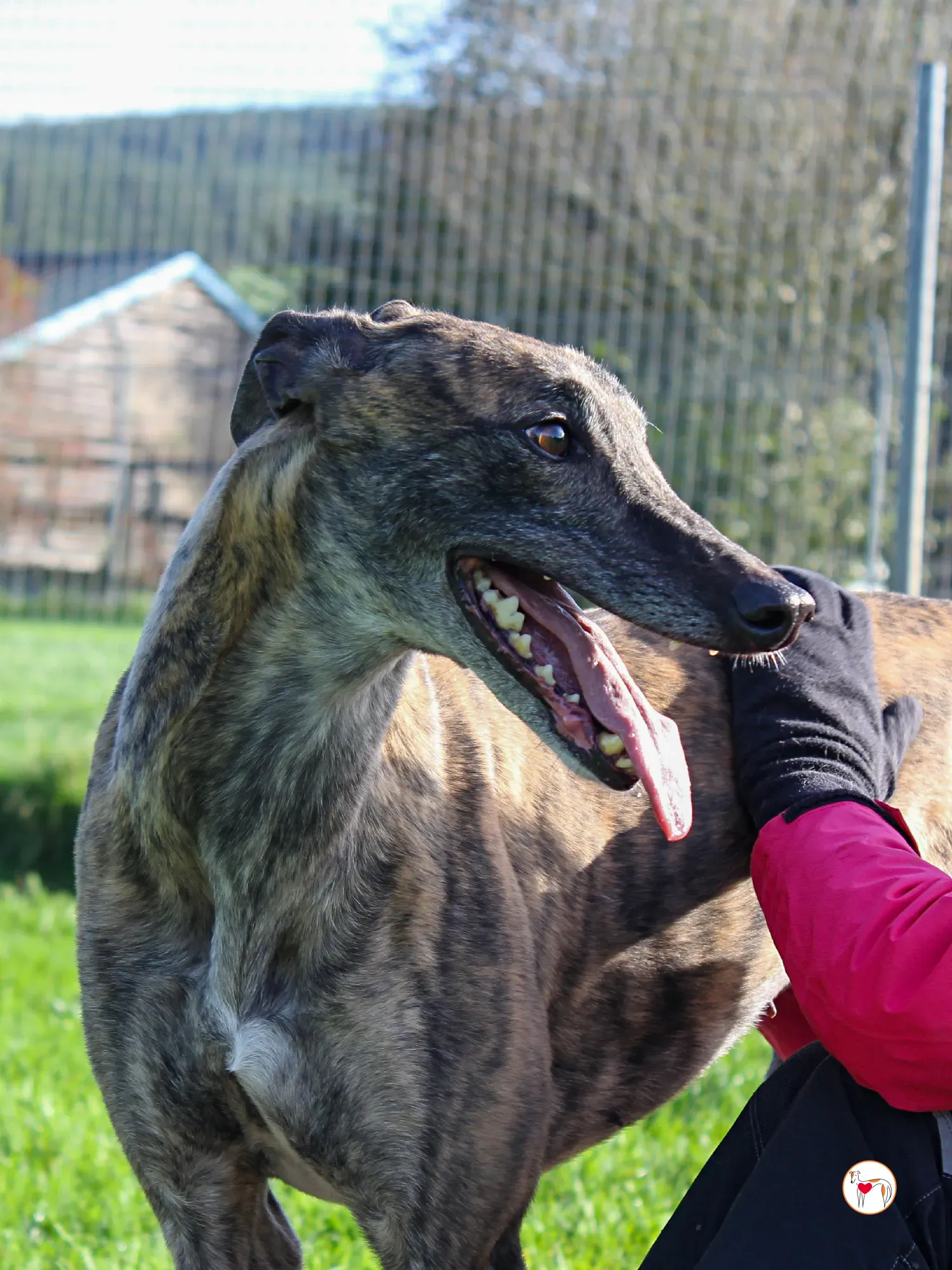 hayley grey adozione 18 1