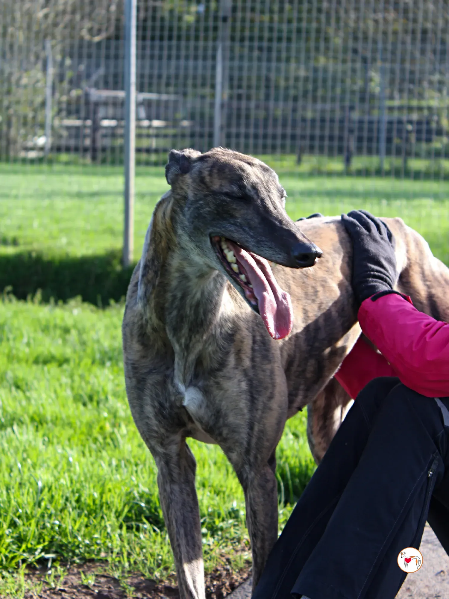 hayley grey adozione 19 1