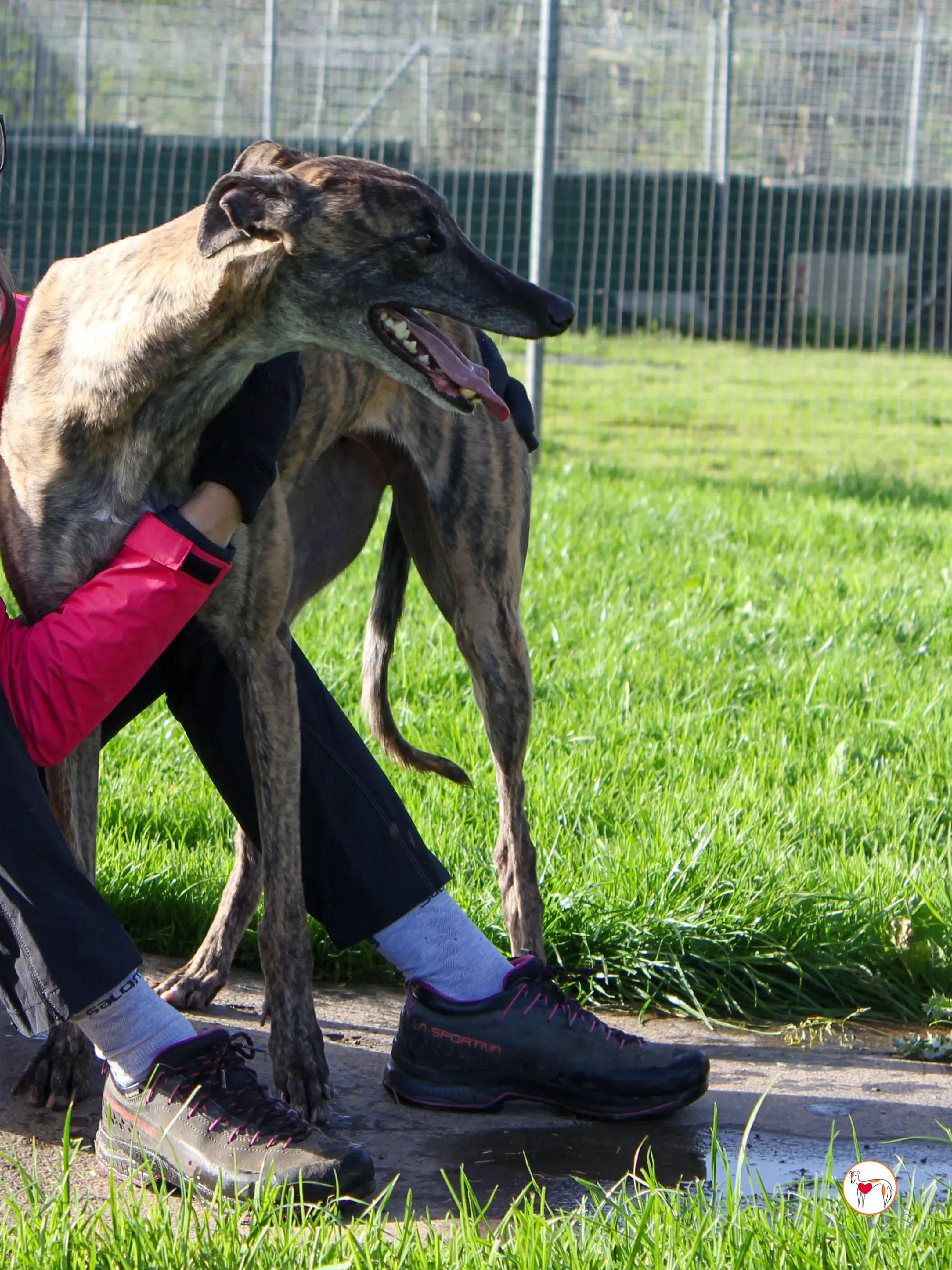 hayley grey adozione 2 1