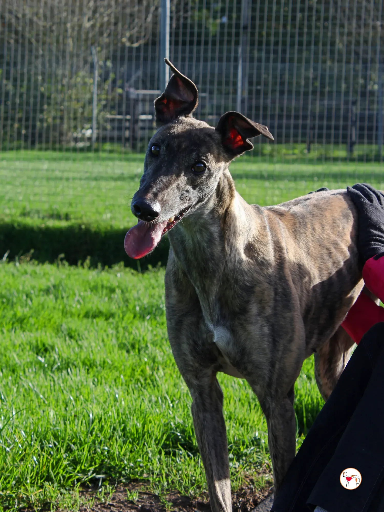 hayley grey adozione 20 1