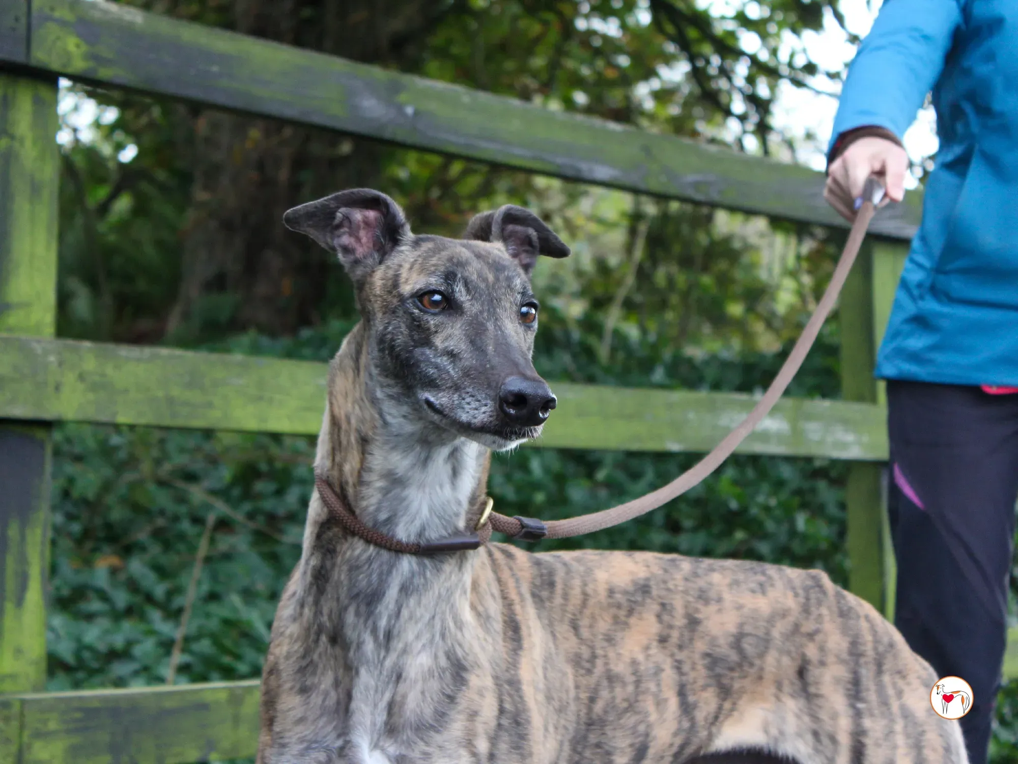 hayley grey adozione 21 1