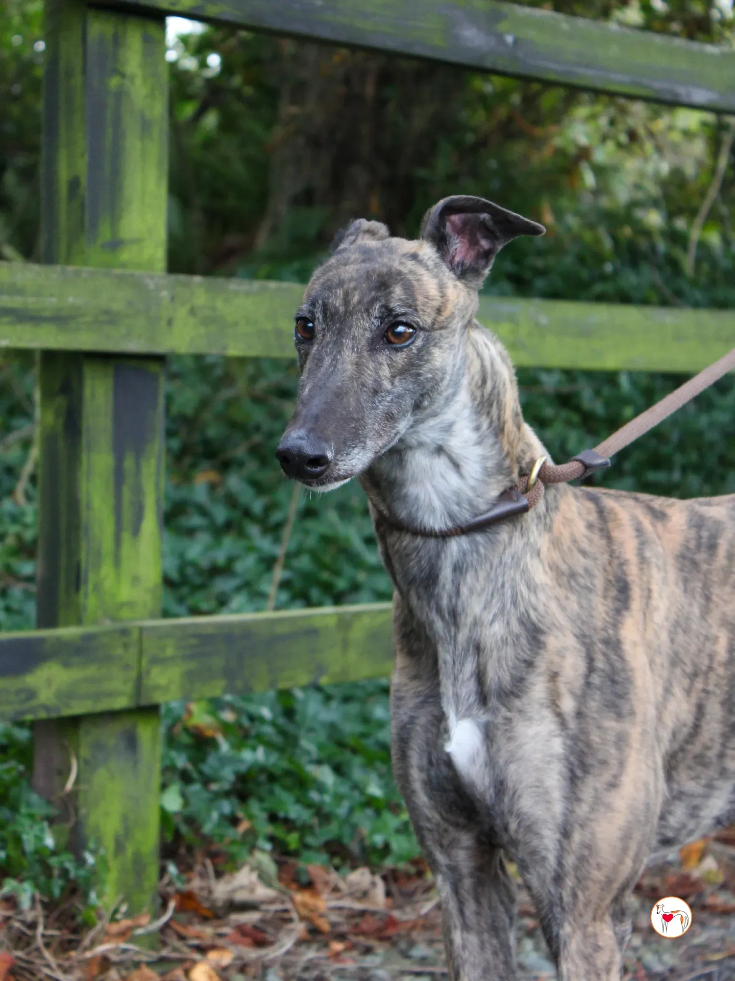 hayley grey adozione 22 1