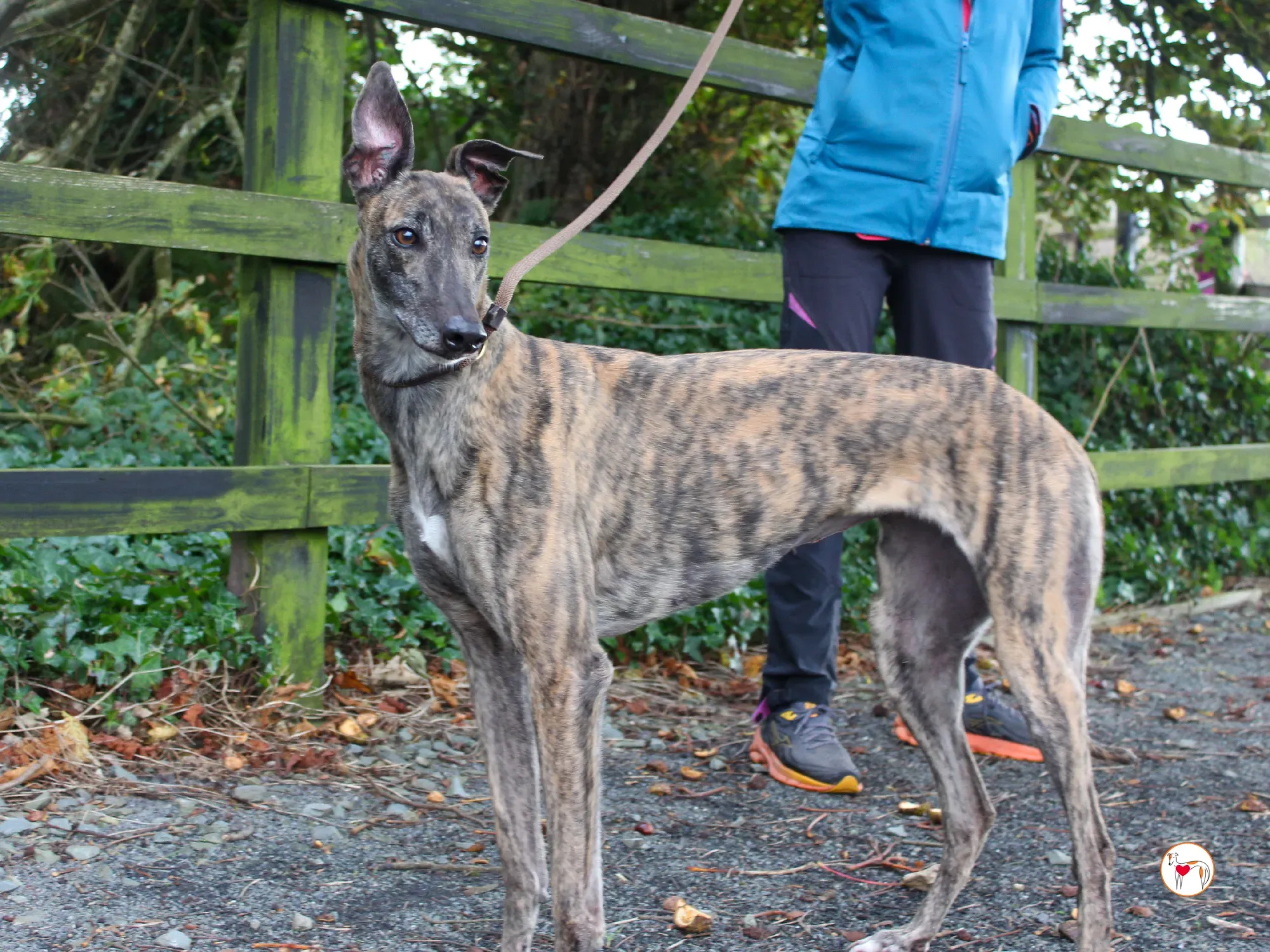 hayley grey adozione 23 1