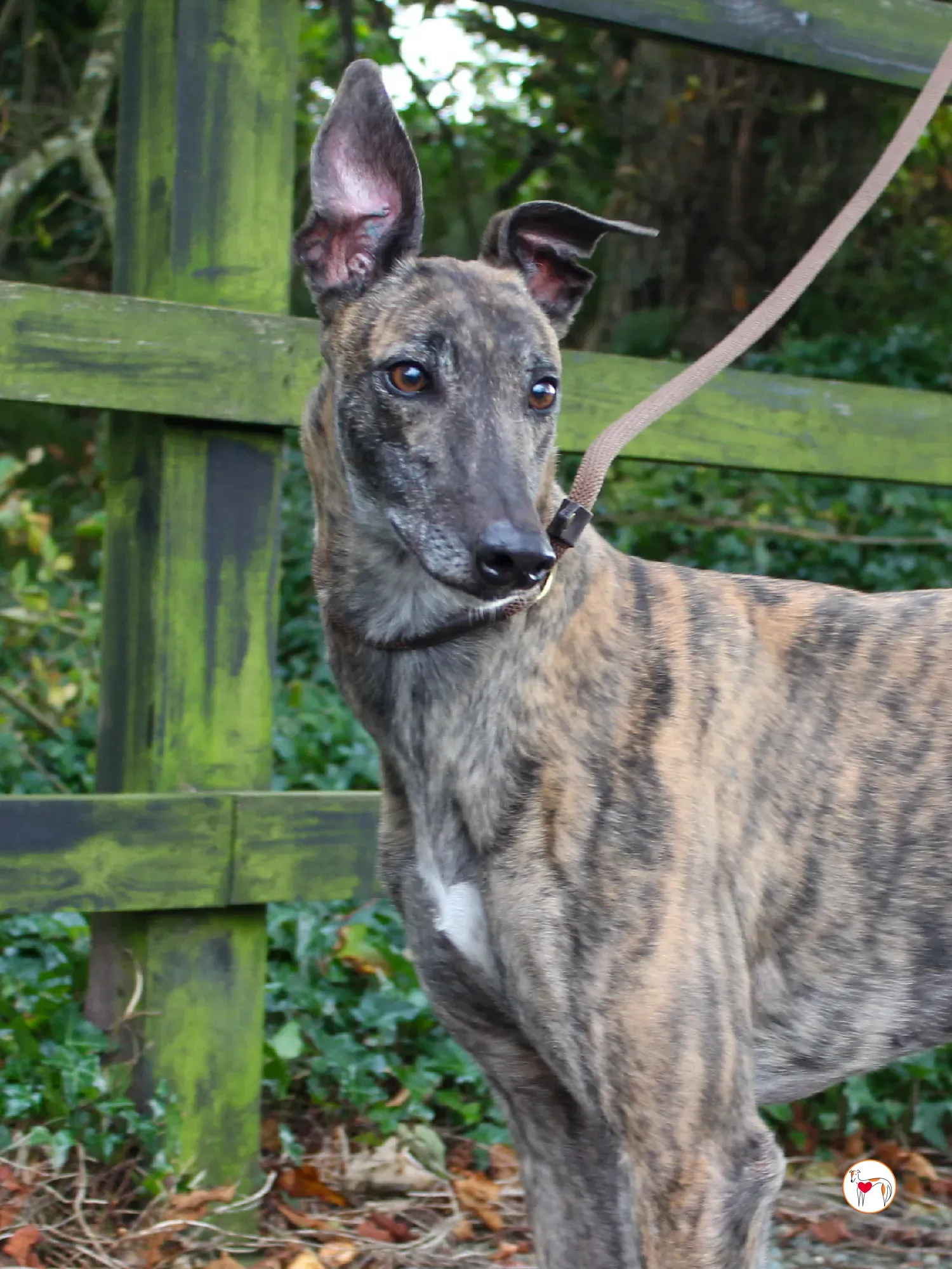 hayley grey adozione 24 1