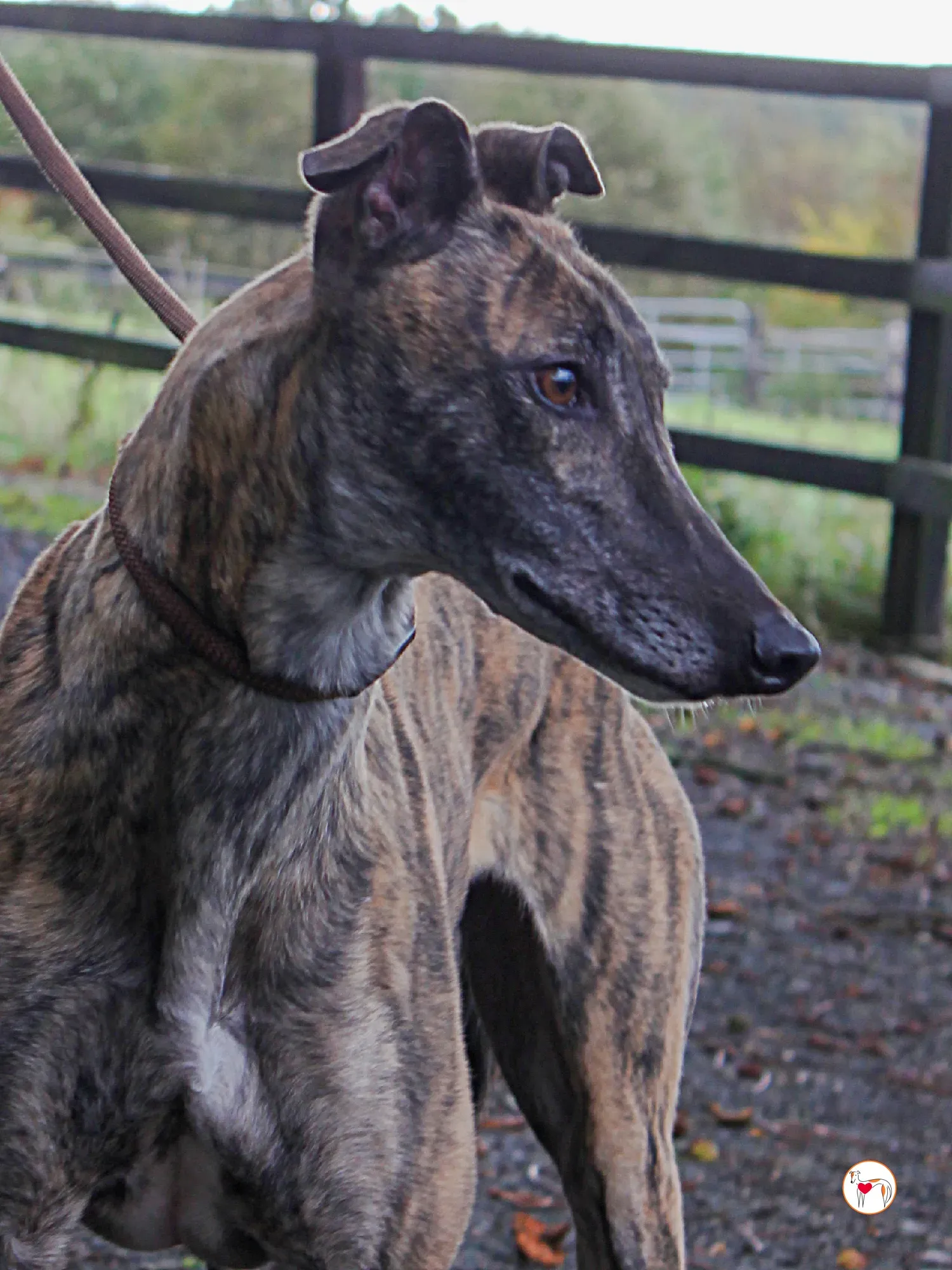 hayley grey adozione 25 1