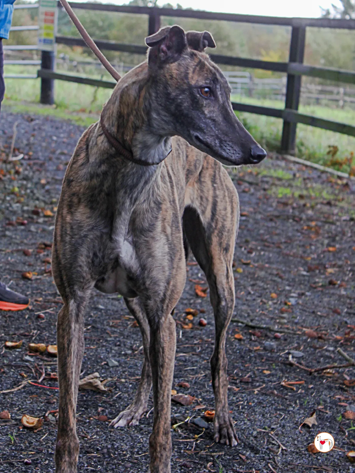 hayley grey adozione 26 1